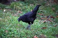 SvarthÃÂ¶na Ayam Cemani Kadaknath Cockerel Rooster