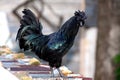 SvarthÃÂ¶na Ayam Cemani Kadaknath Black Chicken Rooster Rare