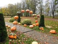 Path, pumpkins and colorful autumn trees, Lithuania Royalty Free Stock Photo