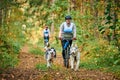 Bikejoring sled dog racing, Husky dogs pulling bike with body positive plump woman healthy lifestyle