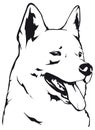 White Swiss Shepherd Dog head