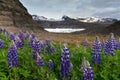 Svinafellsjokull glacier and blooming purple lupins Royalty Free Stock Photo