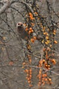 Sviristel and sea buckthorn Royalty Free Stock Photo
