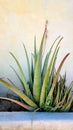 SW Desert Aloe Vera Succulent Cactus Plant aloe gel native Vegatation