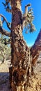 SW Desert Cholla Cactus Bark Textured Plant