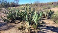 SW Desert Landscape Cactus Grove Vegatation Prickly Pear Cholla Nature Photography