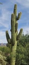 SW Lg Ribbed Saguaro Cactus Plant Desert Bushes Blue Sky Scene Nature Green Foliage Photography