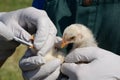 Swabbing chicks test for avian influenza Royalty Free Stock Photo