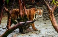 Swagger of the royal Bengal tiger of Sundarban Royalty Free Stock Photo