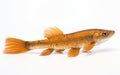 Swai fish isolated on transparent background.
