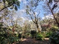 Swain Gardens in Killara @ Sydney Australia Royalty Free Stock Photo