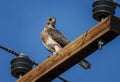 Swainson Hawk on Pole