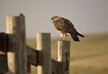 Swainson Hawk on Post Royalty Free Stock Photo