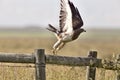 Swainson Hawk on Post