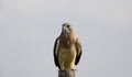 Swainson Hawk Prairie