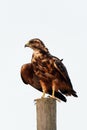 Swainson Hawk Prairie