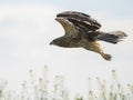 Swainson Hawk Prairie