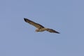 Swainson Hawk Prairie