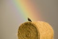 Swainson Hawks on Hay Bale Royalty Free Stock Photo