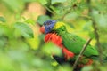 Swainson lorikeet Royalty Free Stock Photo