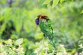 Swainson lorikeet