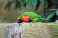 Swainson lorikeet Royalty Free Stock Photo