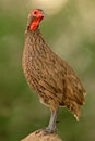Swainson's francolin Royalty Free Stock Photo