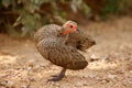 Swainson's Francolin Royalty Free Stock Photo