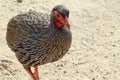 Swainson's Francolin in Addo National Park Royalty Free Stock Photo