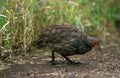 Swainson`s Francolin, francolinus swainsonii, Male, Kenya Royalty Free Stock Photo