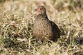 Swainson`s francolin in Kruger National Park Royalty Free Stock Photo