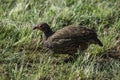 Swainson`s francolin, photographed in South Africa. Royalty Free Stock Photo