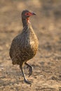 Swainson's Francolin walking in early mornining looking for food Royalty Free Stock Photo