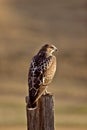 Swainson's Hawk Royalty Free Stock Photo