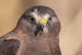 Swainson`s Hawk Portrait Royalty Free Stock Photo