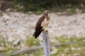 Swainson's hawk (Buteo swainsoni) on a branch Royalty Free Stock Photo