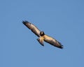 Swainson's hawk (Buteo swainsoni) flying in the blue sky Royalty Free Stock Photo