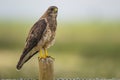 Swainson's Hawk (Buteo swainsoni)