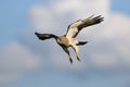 Swainson's Hawk In The Clouds