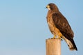 Swainson`s Hawk And Colorado Blue Sky