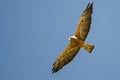 Swainson`s Hawk Flying in a Blue Sky Royalty Free Stock Photo