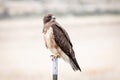Swainson`s Hawk Perched on a Metal Pole