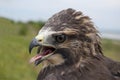 Swainson's Hawk portrait Royalty Free Stock Photo