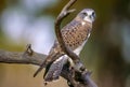 Swainson`s hawk on tree branch