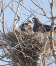 Swainson`s Hawks adult and fledgling