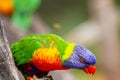 Swainson`s Lorikeet bird