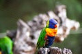 Swainson`s Lorikeet bird Royalty Free Stock Photo