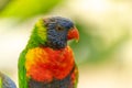 Swainson`s Lorikeet at the Sables Zoo in Sables d`Olonne Royalty Free Stock Photo