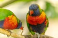 Swainson`s Lorikeet at the Sables Zoo in Sables d`Olonne Royalty Free Stock Photo