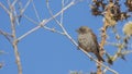 Swainson`s Sparrows on Dry Branch